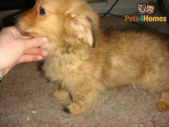 Dachshund Pomeranian Mix Animals Wallpaper