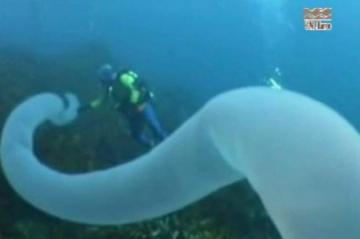 Rare Giant Oarfish Found By Snorkeller Off Californian Coast Abc