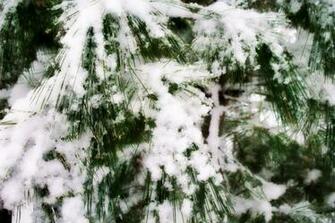 Winter Pine Trees Photography Image Pictures Becuo