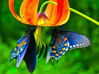 One Hundred Wallpaper Butterfly HD Cool