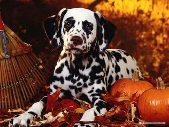 Fall Wallpaper With Dogs Amazing