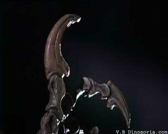 Griffes Fossiles De Velociraptor