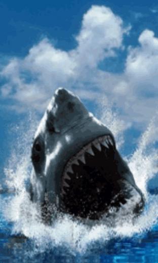 Shark Screensaver Wallpaper Pre