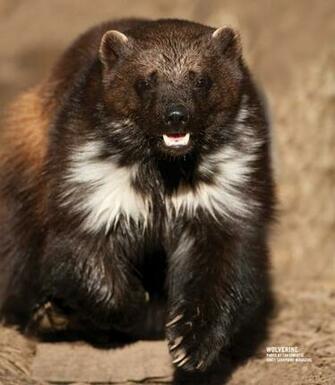 Wolverine Animal
