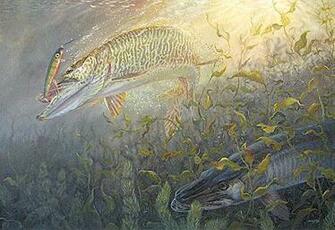 Muskie Pictures Art