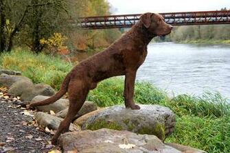 Chesapeake Bay Retriever Image Thecelebritypix