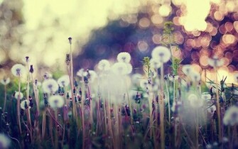 Dandelions Bokeh Lights Plant Grass Photo Nature HD Wallpaper