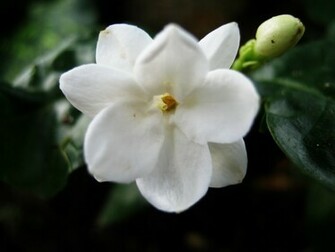 Jasmine Flower Wallpaper News