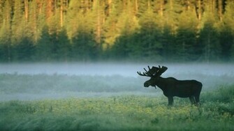 Mist Wyoming Standing Yellowstone National Park Wallpaper