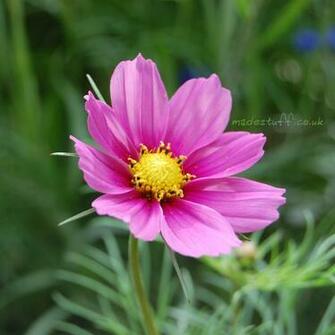 Flower High Def Wallpaper For All Devices Desktop Android And