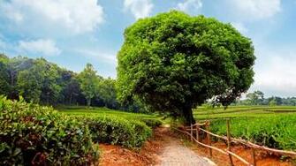 Beautiful Tree On Nature Landscape Wallpaper F High