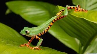 Wallpaper UHD 4k