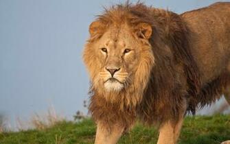 Full HD Beautiful Lion 1080p Wallpaper