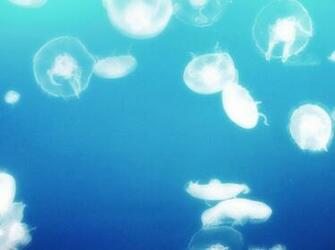 Go Back Gallery For Moon Jellyfish Wallpaper HD