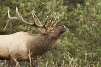 Big Bull Elk Wallpaper