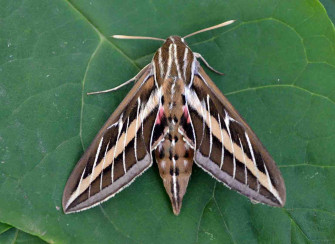 The Deceptive Sphinx Moth S Big Summer In Wisconsin Wallpaper