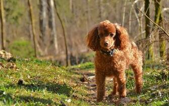 Poodle My Doggy Rocks