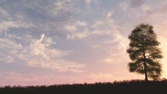 Pink Sunset Wallpaper By Vuenick