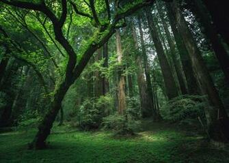 Redwood Forest Background Wallpaper HD Background