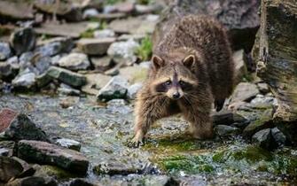 Raccoon Computer Wallpaper Desktop Background Id