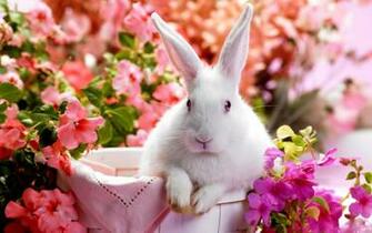 Baby Rabbit Wallpaper