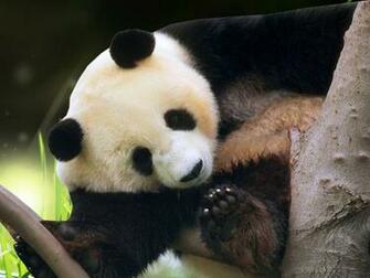 Panda Desktop Wallpaper Computer S