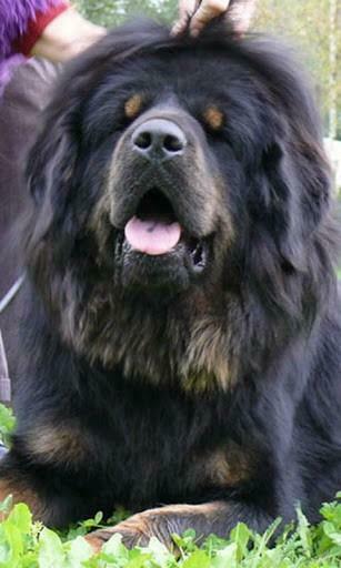 Tibetan Mastiff Wallpaper Screenshot