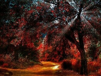 Fall Light Landscape Wallpaper