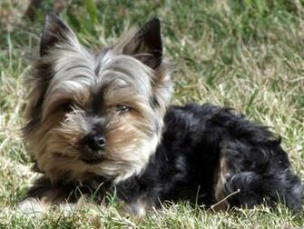 Yorkie Dog In Yard 134981298607525i0t Wallpaper Full