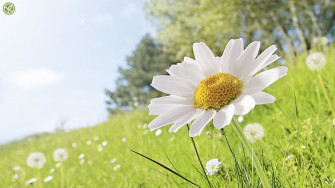 Daisy Flower Wallpaper