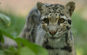 Wallpaper Clouded Leopard Predator Desktop