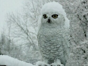 Bird Nature Snowy Owl Wallpaper