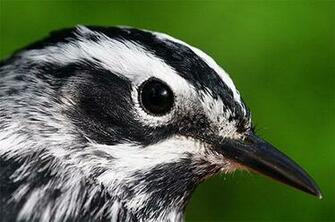 We Typically See Black And White Warblers During Spring Migration