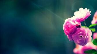 Flower Wallpaper Best