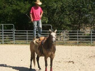 Jument Half Quarter Horse Ans Et Demi Remise Au Travaille Apr S