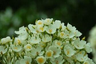 Nice Wonderfull Yellow Flower Image