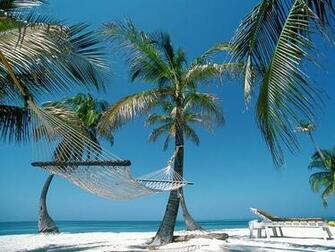 Palm Trees Belize Wallpaper Beaches