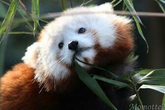 Cute Baby Red Panda Important Wallpaper