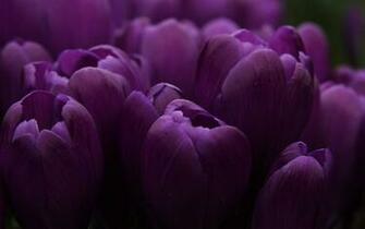Dark Flower Wallpaper