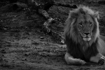 Black And White Lion Wallpaper