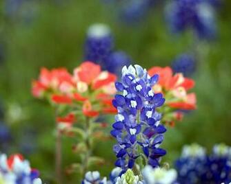 Nobi S Bilingual Japanese English Wildflower Wallpaper