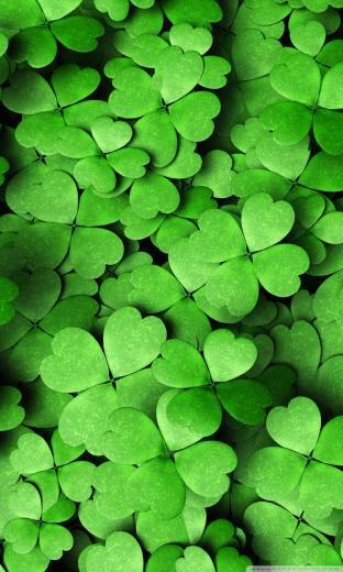Four Leaf Clover Ultra HD Desktop Background Wallpaper For 4k UHD