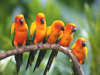 Birds Of Paradise Wallpaper For Desktop Wallpaperyork Brows Your