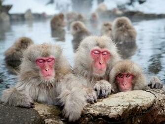 Japanese Macaque Wallpaper X Net