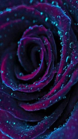 Wallpaper iPhone Purple Roses Beautiful Flowers