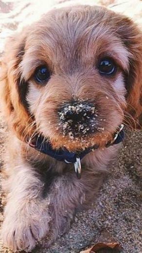 Cute And Funny Puppy Doggies Wallpaper Dogs