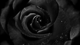 Black Rose Wallpaper HD