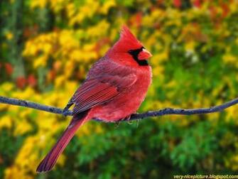 Nice Wallpaper Animals 3d Nature