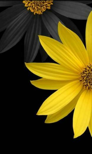 Smartphone Wallpaper Gallery Windows Phone