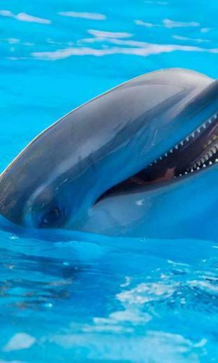Cute Dolphin Live Wallpaper Android